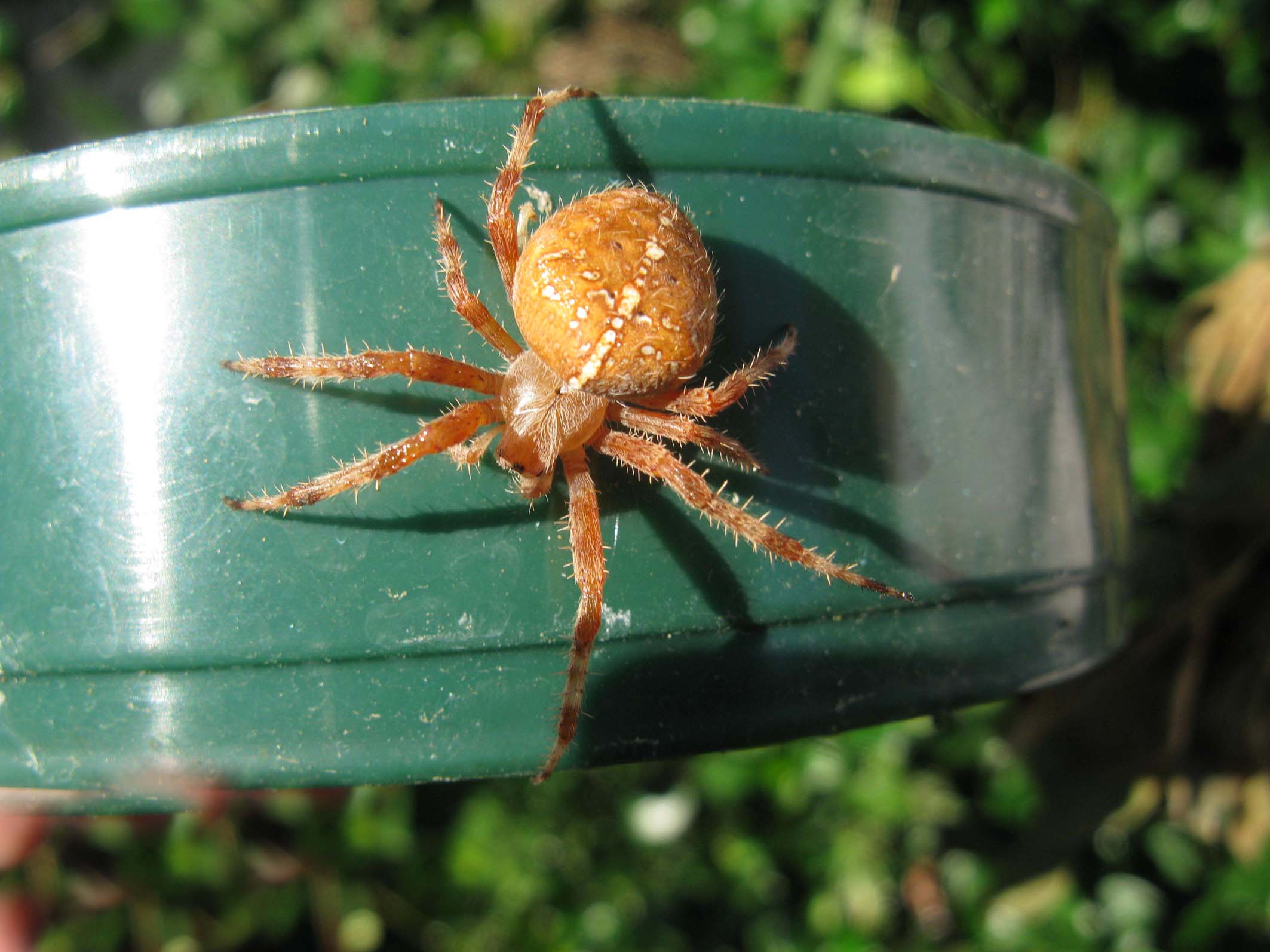 Araneus diadematus - Palombara Sabina (RM)